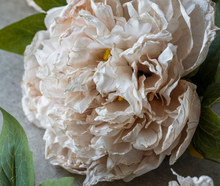 Load image into Gallery viewer, Peony Evening Dew
