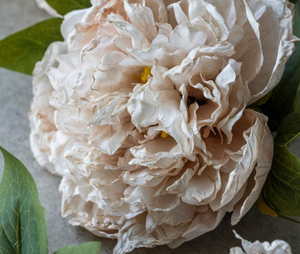 Peony Evening Dew